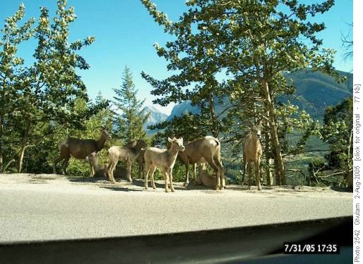 Elk Lake Hike Wld Life