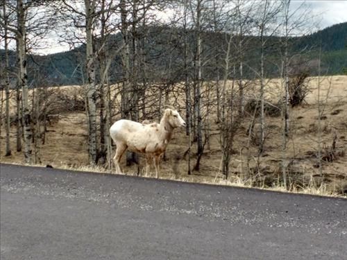 Lonely sheep. 