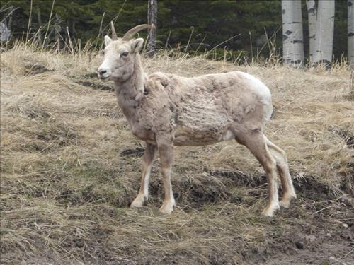 Bighorn sheep