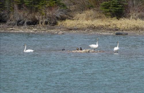 Trumpeter Swans with Friends