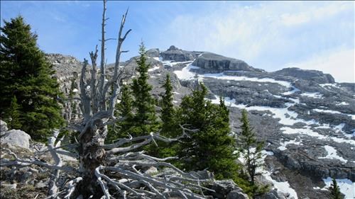 Mount Lawrence Grassi from treeline