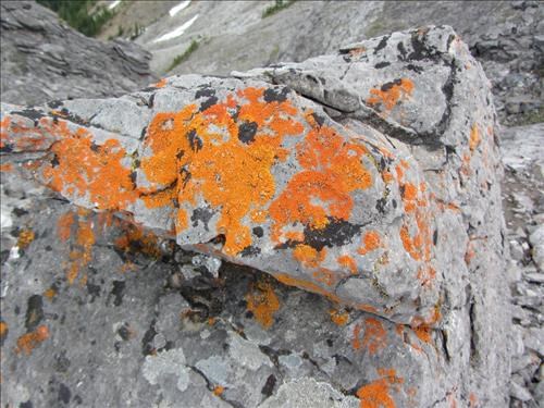 bright lichen on Wasootch Ridge summit