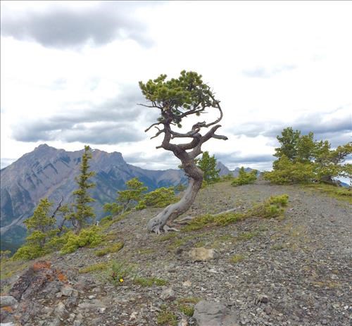 Sentinel along the ridge