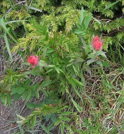 Paintbrush not fully opened