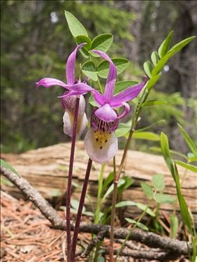 Venus Slipper Calypso Bulbosa
