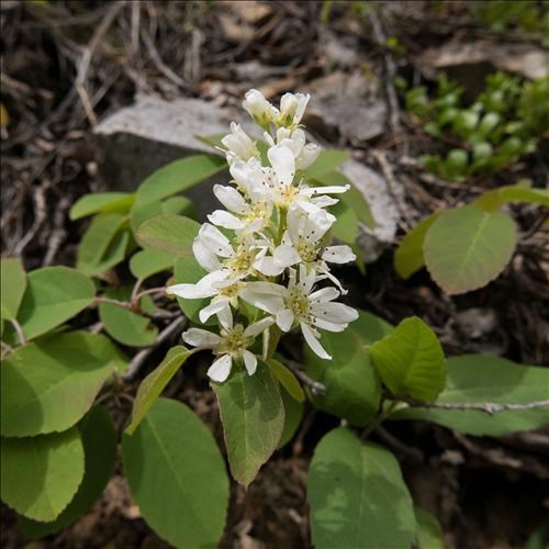 Saskatoon Amelanchier Alnifolia