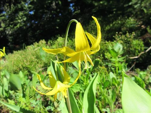 Glacier Lilies at the start of the Arethusa Cirque trail