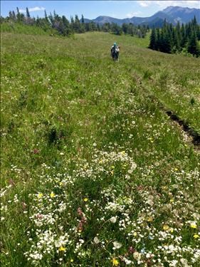 Lush flowers across Boundary Pine Ridge