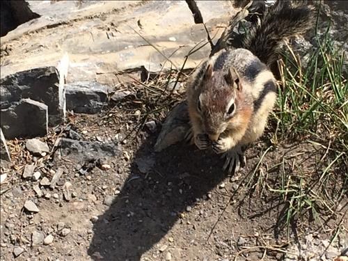 2 striped ground squirrel at top of gondola