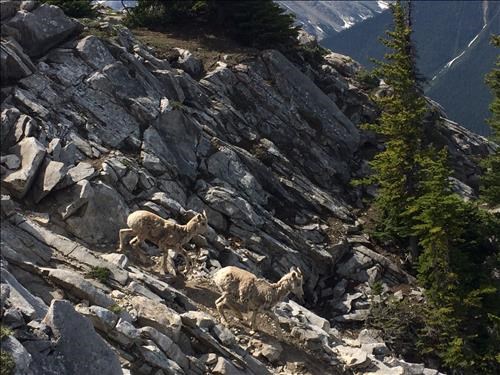 Pair of Rocky Mtn Sheep on top of 2nd unnamed peak on Sulfur Mtn Ridge