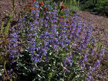 Alberta Penstemon- Penstemon albertinus