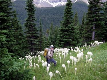 {256 Arn Wes} in bear grass in one of the patchy meadows descending Mount Glendowan