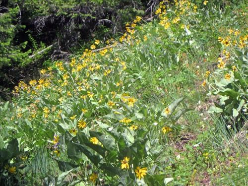 Balsam root patch in the Horseshoe basin area