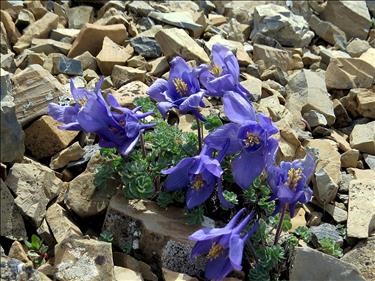 Jones Columbine - Aquilegia jonesii