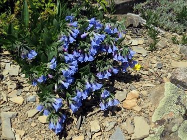 Lance-leaved Lungwort - Mertensia lanceolata