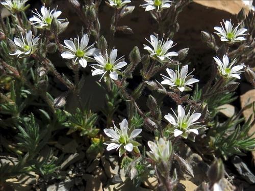 Nuttall's Sandwort - Minuartia nuttallii