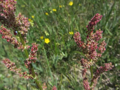 Green Sorrel, <i>Rumex acetosa</i>