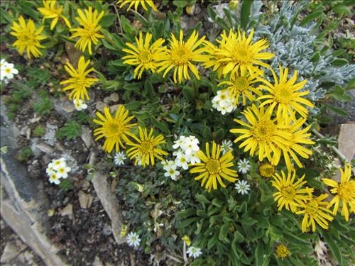 Lyall's Iron Plant (<i>Haplopappus lyalli</i>) mixed with rock jasmine (<i>Androsace chamaejasme</i>) and Alpine starwort (<i>Stellaria monantha</i>)