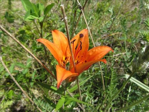 Western wood lily (<i>Lilium philadelphicum</i>) along power line road.