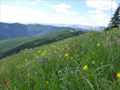 Flowers along the ridge (1)