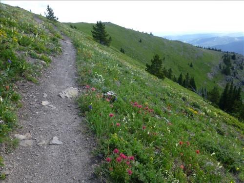 Flowers along the ridge (2)