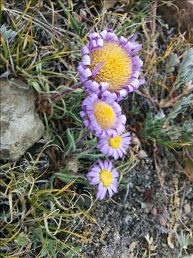 Townsendia just opening