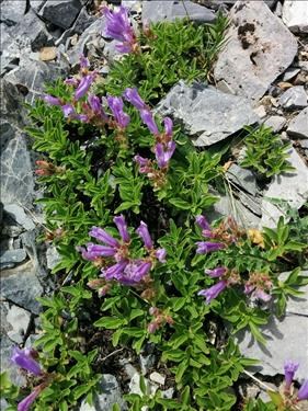 Creeping Beardstongue