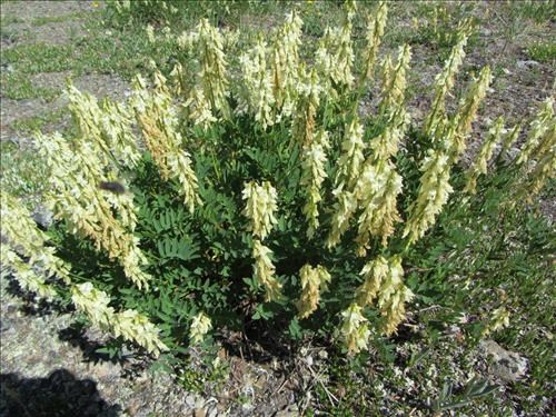 Yellow hedysarum (<i>Hedysarum sulphurescens</i>) on Powderface Ridge