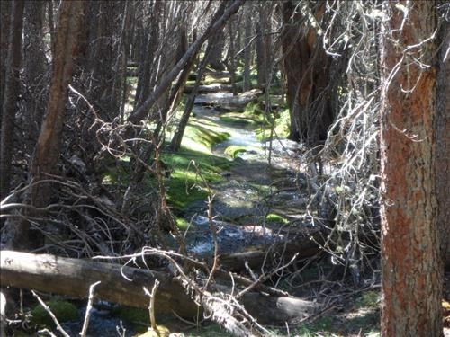 Spencer creek in moss