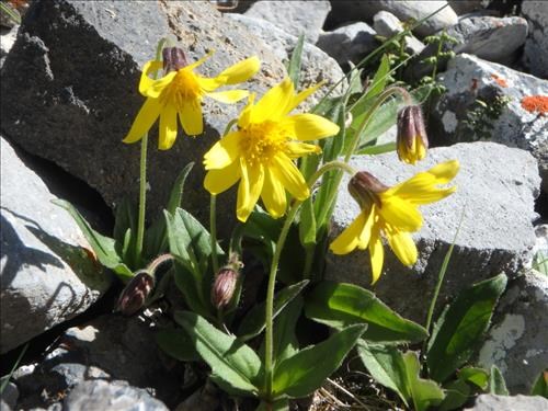 Lake Louise Arnica ( note nodding flower)