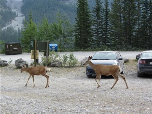 parking lot visitors