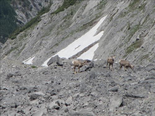Sheep visitors below our lunch spot
