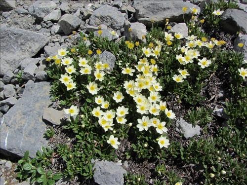 Rock garden flowers on the moraine