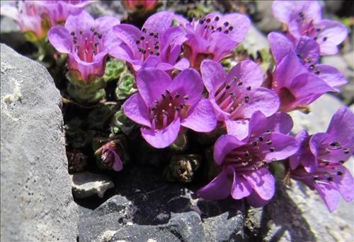 Purple Saxifrage (<i>Saxifraga oppositifolia</i>) on the moraine