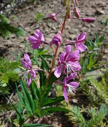 Fireweed.