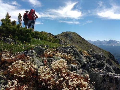 Walking on the ridge. Saxifrage flowers below. 