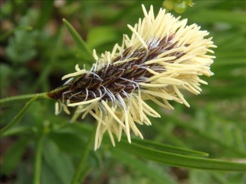 Showy sedge (Carex spectabilis) ?
