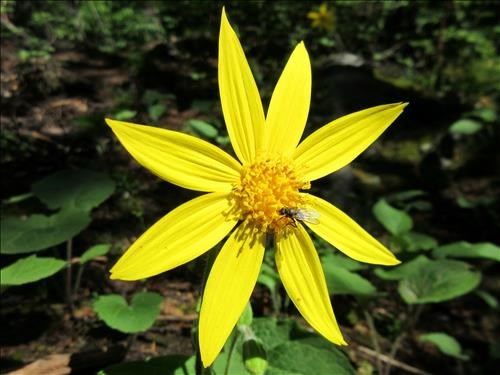 Heart Leaved Arnica on Eiffel Lake trail