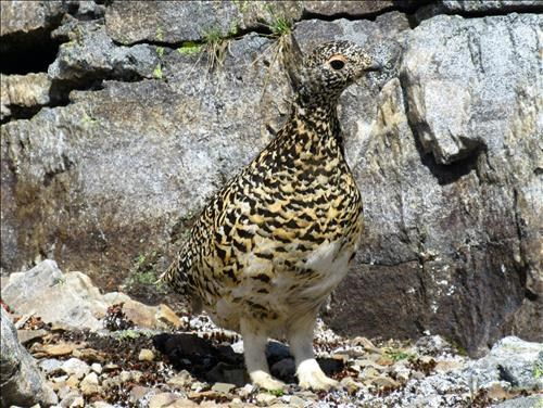 Ptarmigan at Wastach Pass