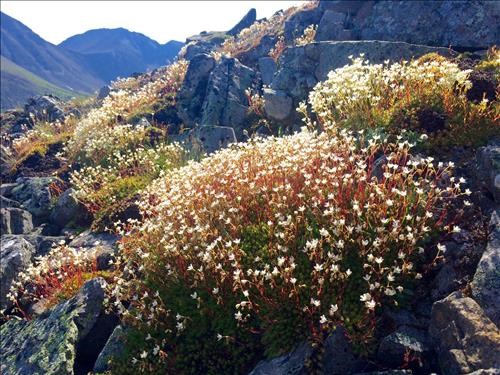 Red stem saxifrage on the way up to the North Summit