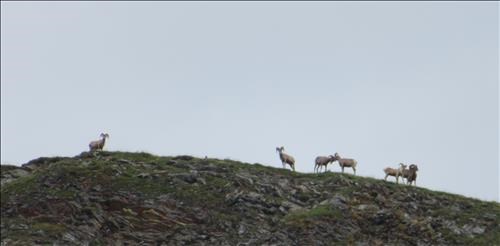 Sheep on Galatea