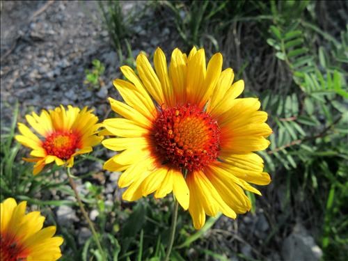 Gaillardia on the lower slopes of the South Peak Gaillardia on the lower slopes of the South Peak
