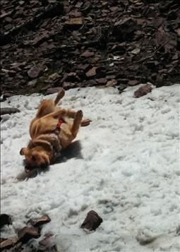 Cooling off, canine style