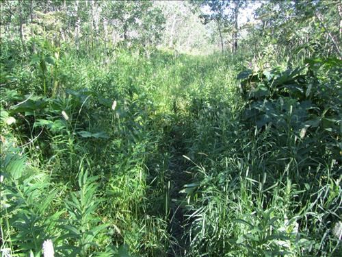 Not so well defined trail to Horseshoe Basin