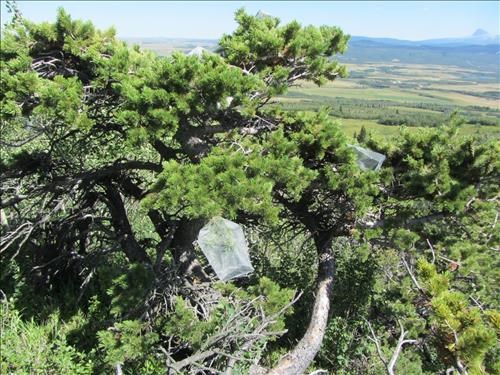 Whitebark pine that has evolved a new strategy to prevent Clark's Nutcrackers from stealing its seeds