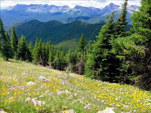 Fleabanes and Arnica shortly after entering open area, looking SW