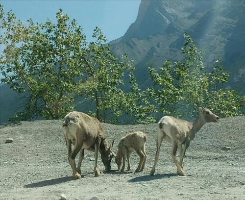 Sheep on Smith-Dorrien road near Canmore.