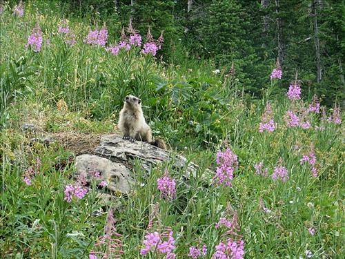 Marmot and fireweed