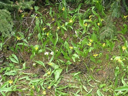 A patch of glacier lilies