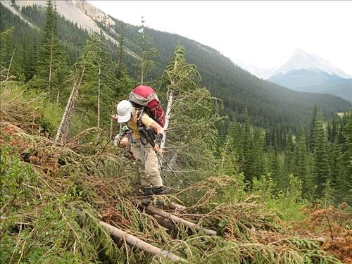 Yes , there's a trail under the mess